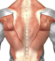 Anatomía de los dorsales